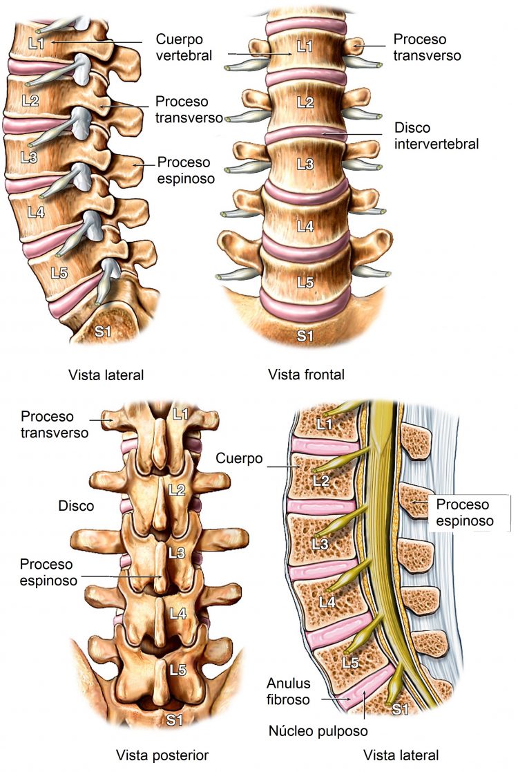 Anatom A De La Columna Vertebral Lumbar Cervical Y Dorsal Imagenes