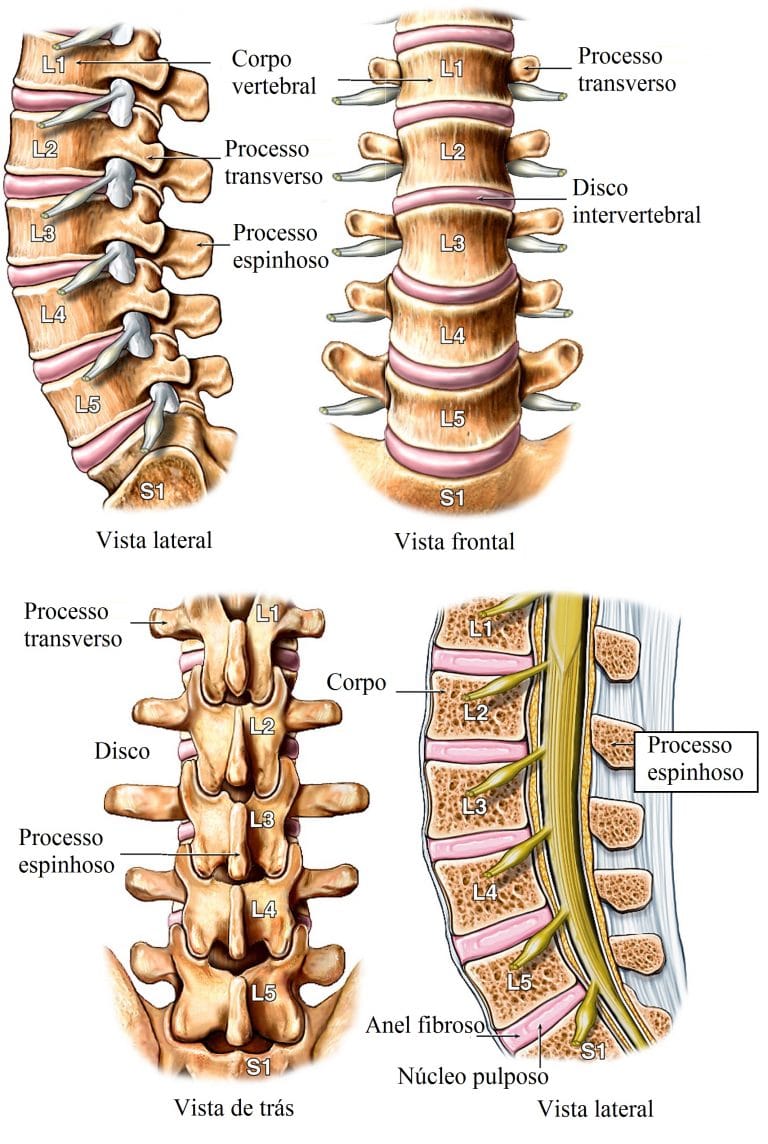 Anatomia Da Coluna Vertebral Cervical Lombar Dorsal E Osso Sacro