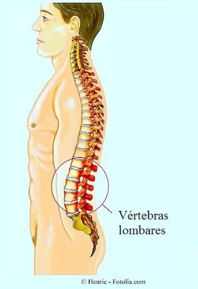 Anatomia Da Coluna Vertebral Cervical Lombar Dorsal E Osso Sacro