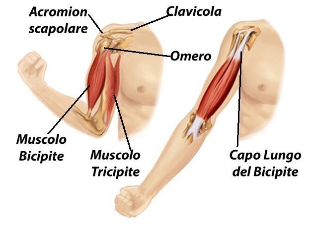 Spalla Muscoli Capo Lungo Bicipite Tricipite Fisioterapia Para Todos