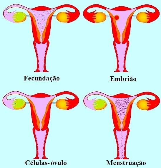 Menopausa Precoce Idade Causas Sintomas Testes Tratamento E Dieta 3022