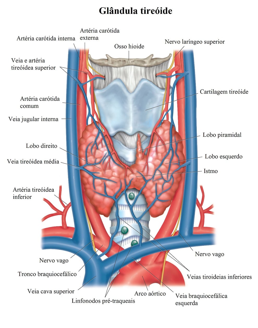 Doenças da tireoide Anatomia-da-tir%C3%B3ide-hi%C3%B3ide-vasos-sangu%C3%ADneos