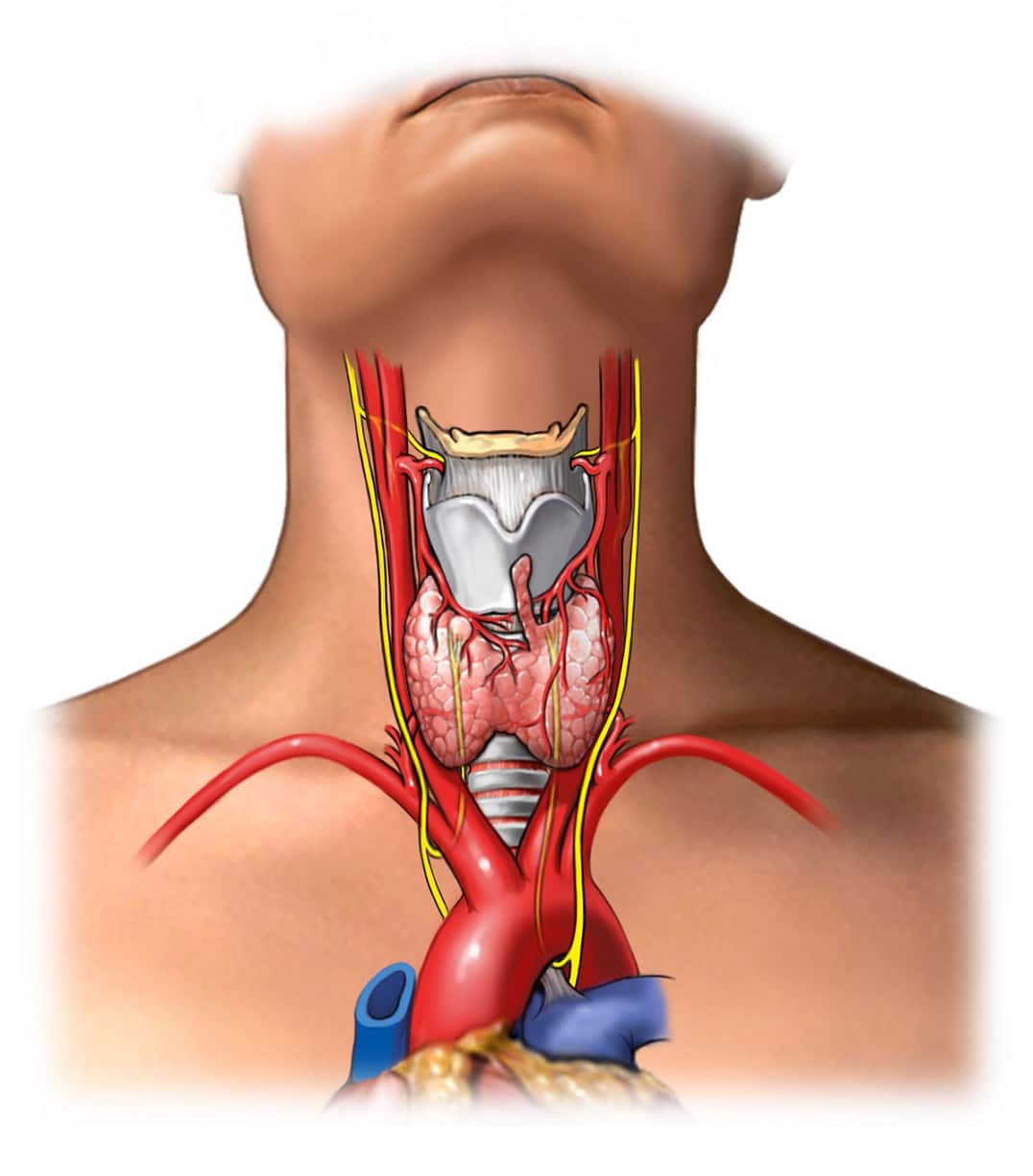 Щитовидка железа щитовидная