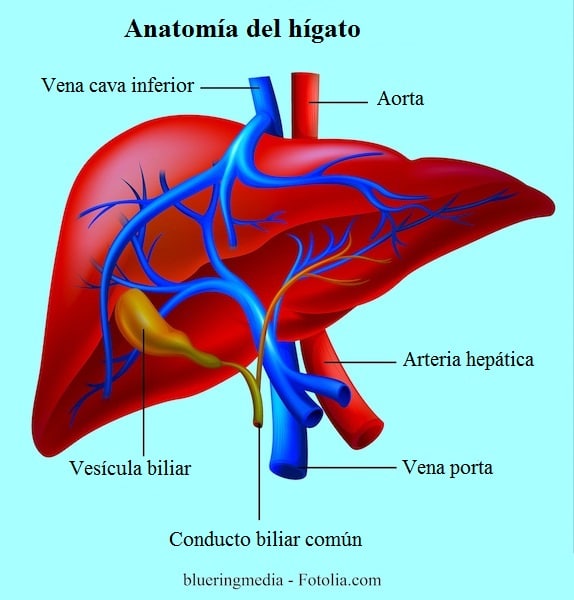 Метод кава. Arteria hepatica и почки Vena Cava. V hepatica. Tributary of Vena porta.