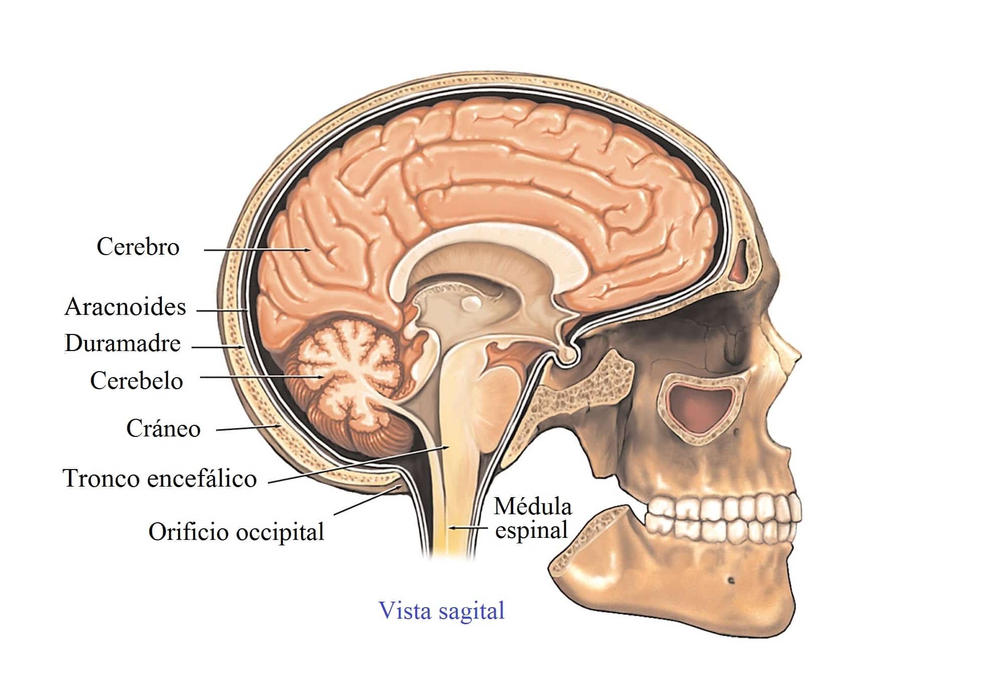 Head section