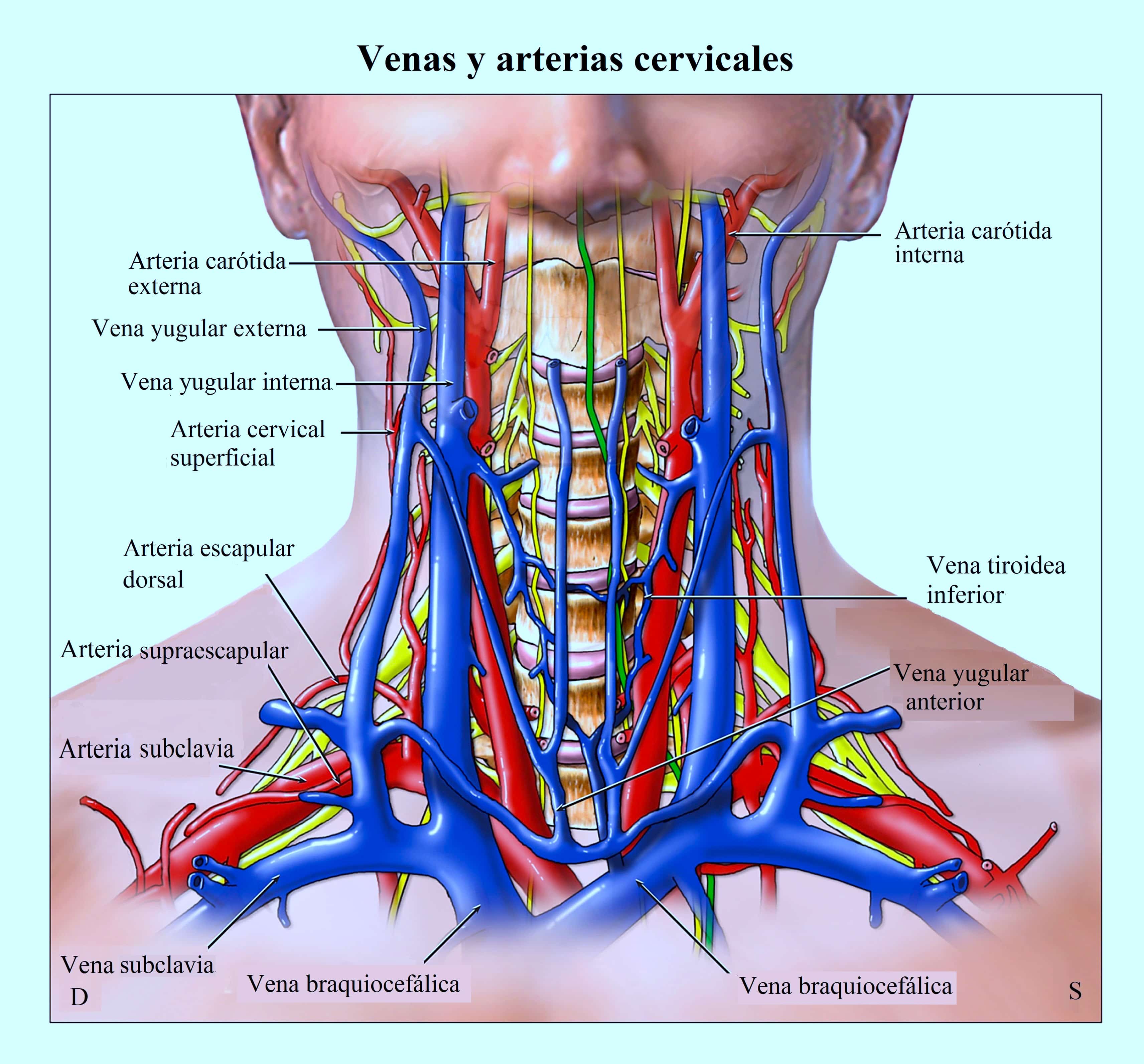 Самая большая вена у человека где находится. Сонная артерия и яремная Вена. Внутренняя Сонная артерия и внутренняя яремная Вена. Внутренняя яремная Вена анатомия.