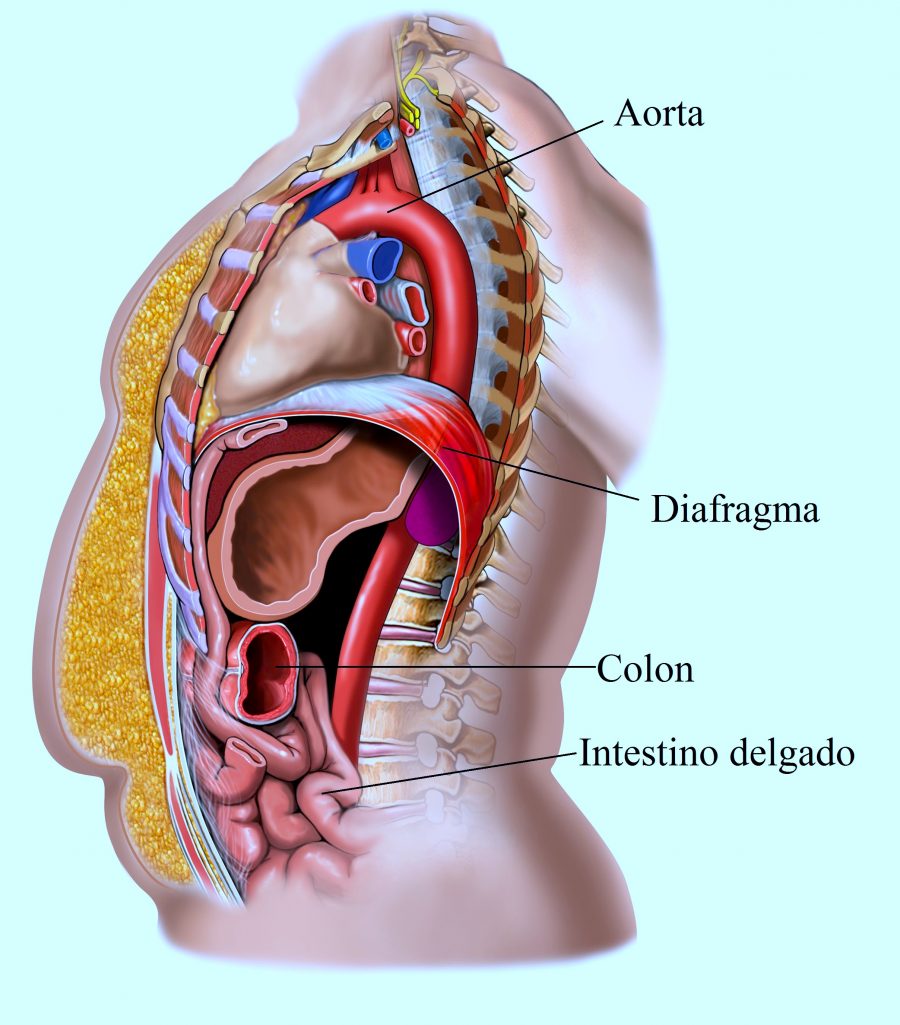 diaragma, tórax, abdomen 